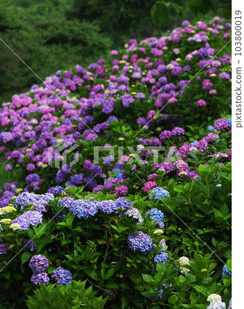 繡球花盛開的山丘 103800019