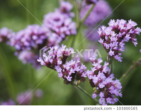 Verbena in full bloom Verbena in full bloom 103800165