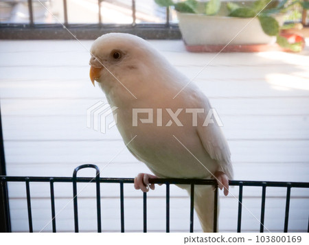 White budgerigar (albino) White budgerigar (albino) 103800169