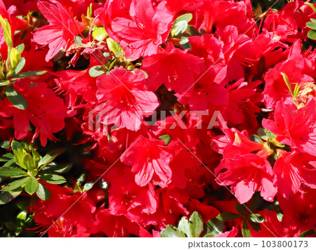 有紅色杜鵑花的風景 有紅色杜鵑花的風景 103800173