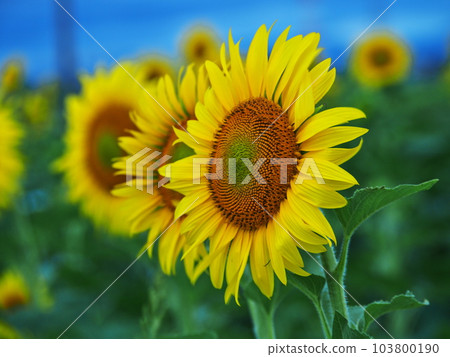 排列的向日葵花 103800190