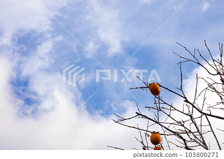 Blue sky background and persimmon fruit Blue sky background and persimmon fruit 103800271