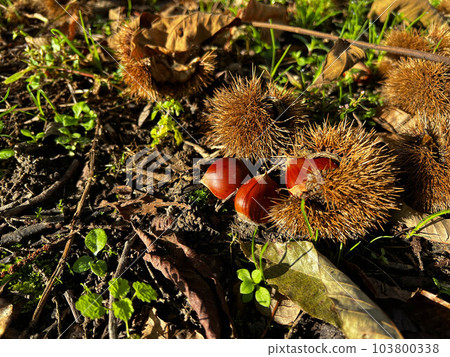 Asahi and Autumn Harvest ~Under a Big Chestnut Tree~ 103800338