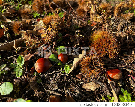 Asahi and Autumn Harvest ~Under a Big Chestnut Tree~ 103800340