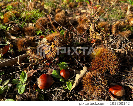 朝日與秋收～大栗樹下～ 103800342