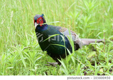 Pheasant pheasant / Japan 103800450