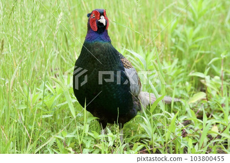 Pheasant pheasant / Japan 103800455