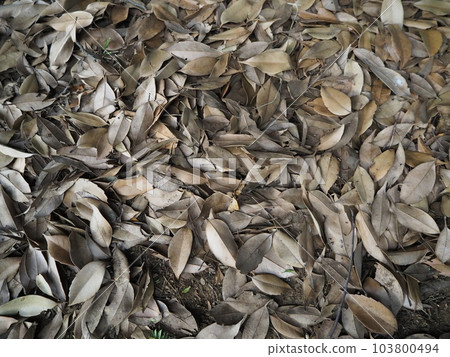 Ground material covered with fallen leaves Ground material covered with fallen leaves 103800494
