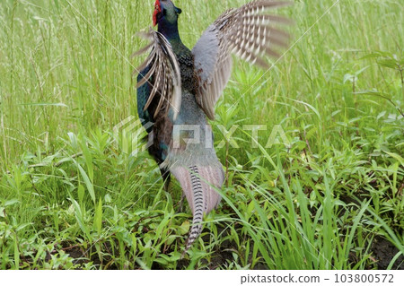 雉雞/日本 103800572