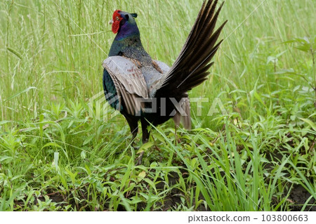 Pheasant pheasant / Japan 103800663