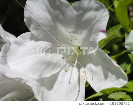 純白的杜鵑花 103800731