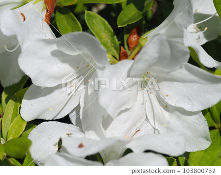 純白的杜鵑花 103800732