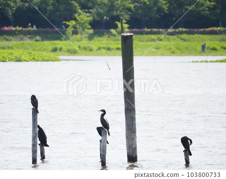鳥兒休息的地方 103800733