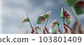 A group of people holding small flags of the Wales in their hands 103801409