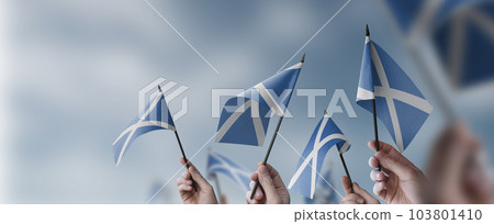 A group of people holding small flags of the Scotland in their hands 103801410