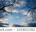 Winter sky at dusk seen through leafless trees 103801582
