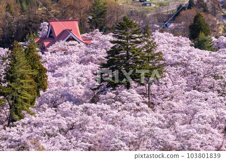 《Nagano Prefecture》Takato Castle Ruins Park and cherry blossoms in full bloom in spring 103801839