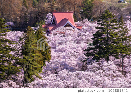 《長野縣》高遠城址公園和春天盛開的櫻花 《長野縣》高遠城址公園和春天盛開的櫻花 103801841