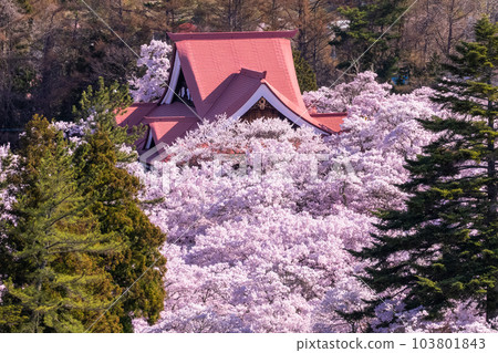 《Nagano Prefecture》Takato Castle Ruins Park and cherry blossoms in full bloom in spring 《Nagano Prefecture》Takato Castle Ruins Park and cherry blossoms in full bloom in spring 103801843