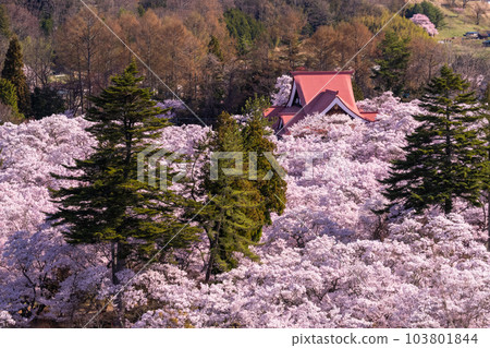 《Nagano Prefecture》Takato Castle Ruins Park and cherry blossoms in full bloom in spring 《Nagano Prefecture》Takato Castle Ruins Park and cherry blossoms in full bloom in spring 103801844