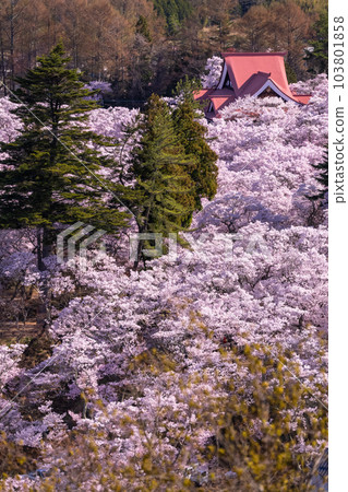 《Nagano Prefecture》Takato Castle Ruins Park and cherry blossoms in full bloom in spring 《Nagano Prefecture》Takato Castle Ruins Park and cherry blossoms in full bloom in spring 103801858