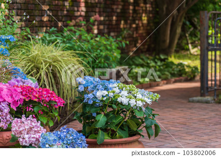 繡球花盛開的觀光地風景 103802006