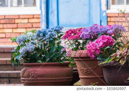 繡球花盛開的觀光地風景 103802007