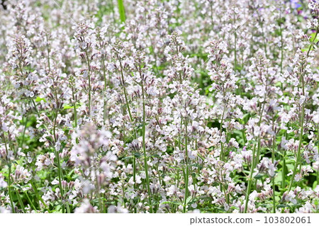 荊芥粉紅糖(唇形科) 荊芥粉紅糖(唇形科) 103802061