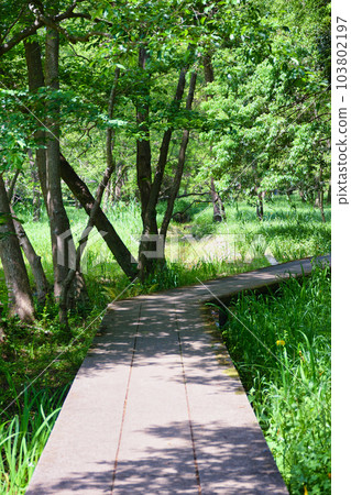 Omachi Park (Omachi Nature Observation Garden) Ichikawa City, Chiba Prefecture Omachi Park (Omachi Nature Observation Garden) Ichikawa City, Chiba Prefecture 103802197