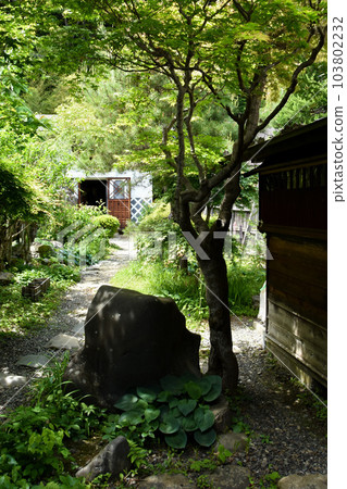 一座古老的私人住宅中擁有美麗新鮮綠色植物的花園 103802232