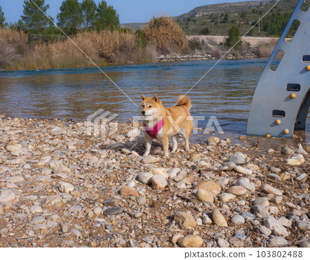 Shiba Inu puppy looks like a little fox Shiba Inu puppy looks like a little fox 103802488