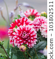 Dahlia flowers blooming in the spring flowerbed 103802511