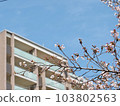 The top floor of the apartment looking up from the cherry blossoms that are beginning to bloom 103802563
