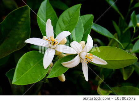 Valencian orange and orange blossoms. Spain. Spring harvest 103802572