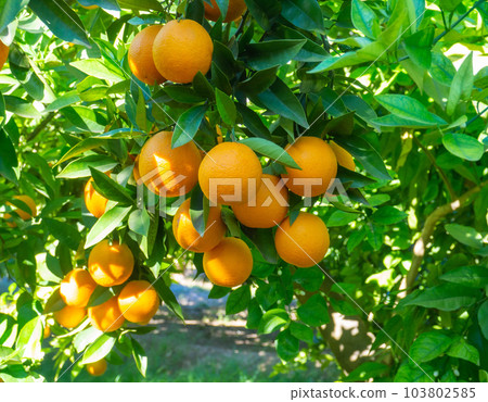 Valencian orange and orange blossoms. Spain. Spring harvest 103802585