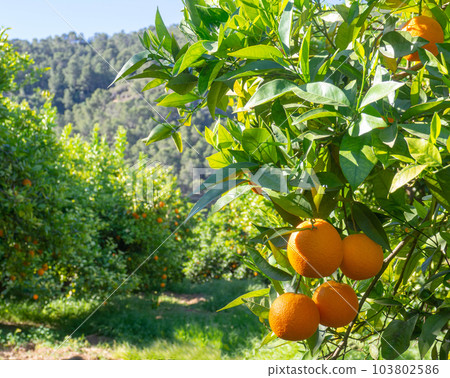 Valencian orange and orange blossoms. Spain. Spring harvest 103802586
