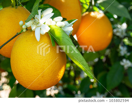 Valencian orange and orange blossoms. Spain. Spring harvest Valencian orange and orange blossoms. Spain. Spring harvest 103802594