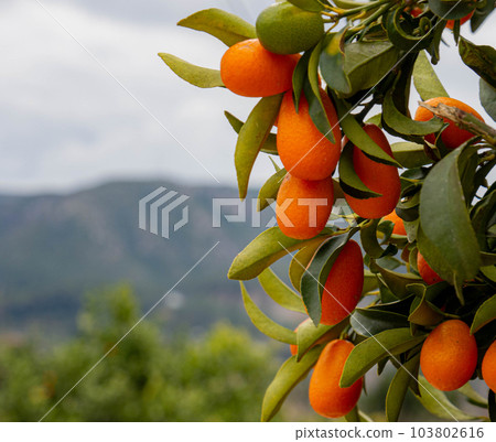 Evergreen Shrub Kumquat, Citrus Family 103802616