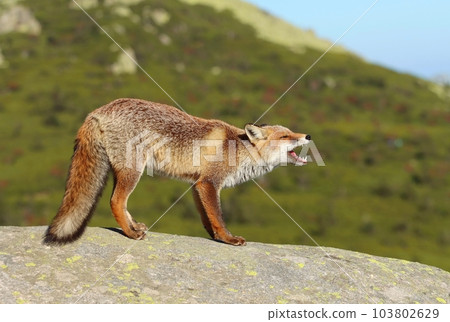 Adorable wild red fox in autumn 103802629