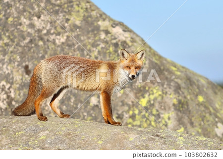 Adorable wild red fox in autumn Adorable wild red fox in autumn 103802632