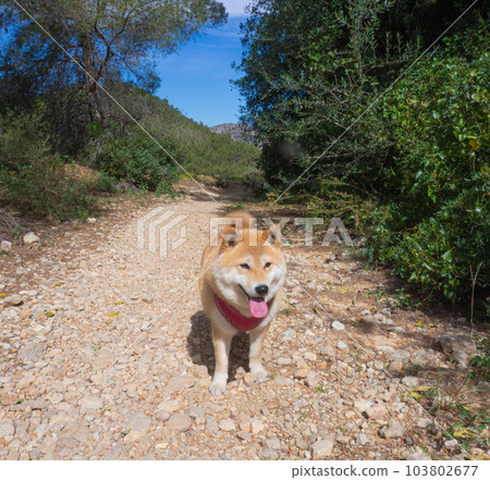 Shiba Inu puppy looks like a little fox Shiba Inu puppy looks like a little fox 103802677