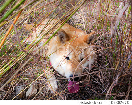 Shiba Inu puppy looks like a little fox Shiba Inu puppy looks like a little fox 103802678