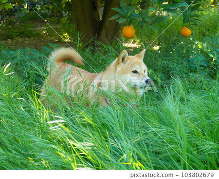 Shiba Inu puppy looks like a little fox Shiba Inu puppy looks like a little fox 103802679