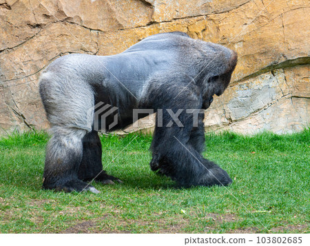 ark gray orangutan on green gras ark gray orangutan on green gras 103802685