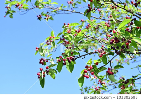 Juneberry aka American jasmine (Rosaceae) 103802693