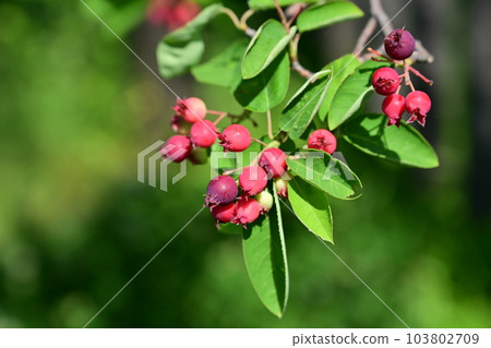 Juneberry aka American jasmine (Rosaceae) Juneberry aka American jasmine (Rosaceae) 103802709