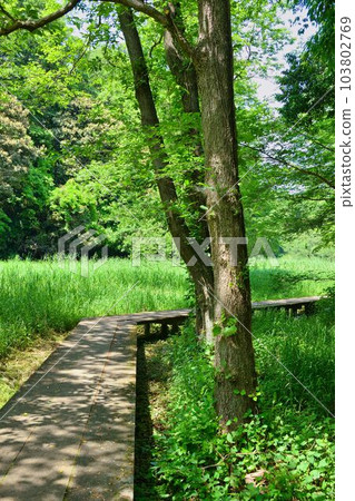 大町公園（大町自然觀察園）千葉縣市川市 103802769