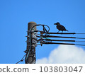 A crow perched on a wire near a utility pole 103803047