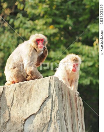 Boss monkey scratching his cheek in boredom and unmotivated minion monkey 103803186