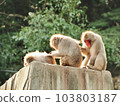 A mother monkey picking fleas from her little monkey and a father monkey picking fleas from her mother monkey 103803187